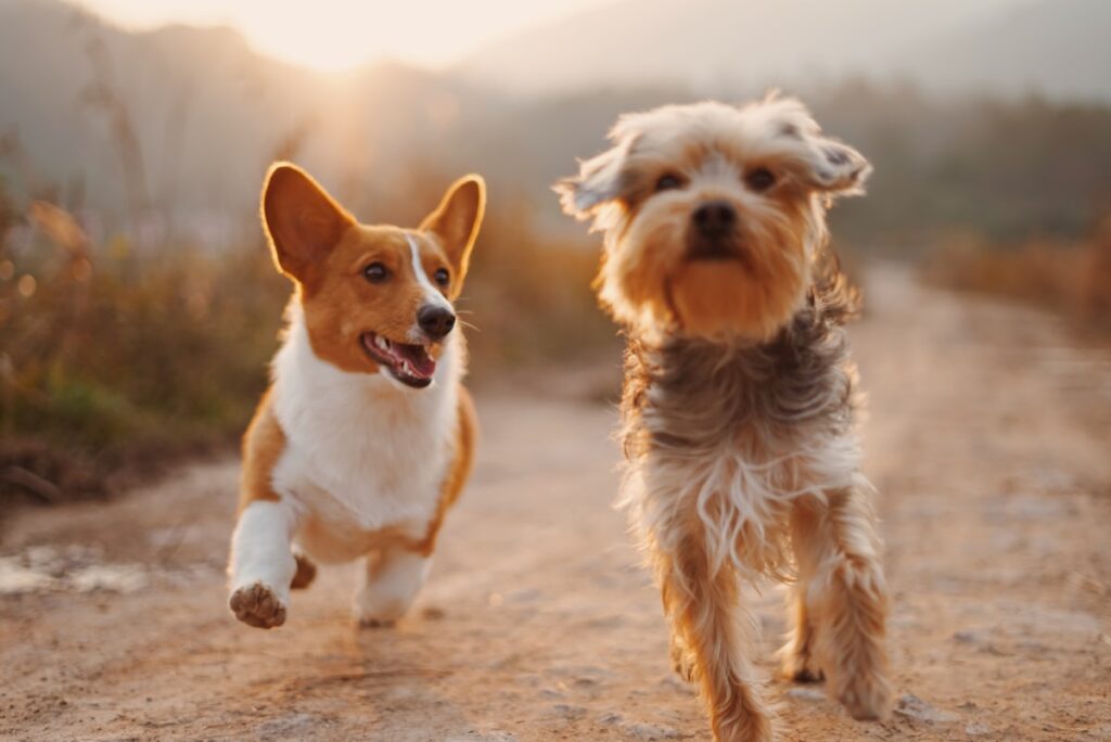 犬 動物病院